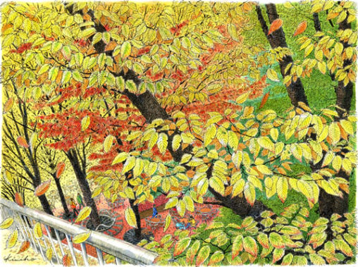 新宿三井ビル前のケヤキが色づいた。葉っぱ　葉っぱ　ひたすら葉っぱを描く。どこまでも黄色い葉の重なり。風が吹くたび、逆光の中をぱらぱらと落ちてくる。２週間後、葉が落ちて、すっかり冬の樹になっていました。