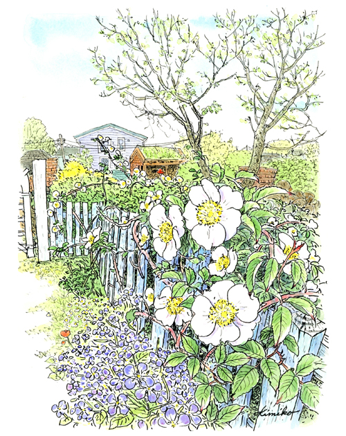 クレアホーム＆ガーデン。薪割の音がする。裏庭に回ってみると、垣根の薔薇がきれいに咲いていた。足元にはこぼれて咲いた花大根。